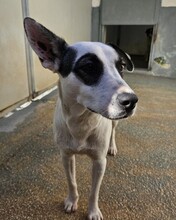ITALIA, Hund, Mischlingshund in Italien - Bild 30