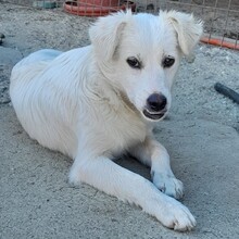 IVORY, Hund, Mischlingshund in Griechenland - Bild 1