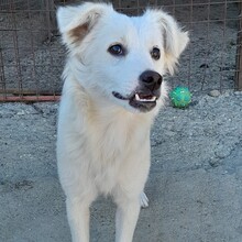 IVORY, Hund, Mischlingshund in Griechenland - Bild 2