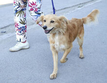 FRIEDEL, Hund, Mischlingshund in Bulgarien - Bild 1