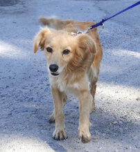 FRIEDEL, Hund, Mischlingshund in Bulgarien - Bild 2