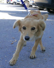 FRIEDEL, Hund, Mischlingshund in Bulgarien - Bild 3