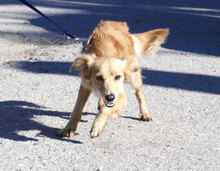 FRIEDEL, Hund, Mischlingshund in Bulgarien - Bild 4