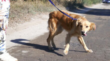 FRIEDEL, Hund, Mischlingshund in Bulgarien - Bild 5