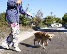 FRIEDEL, Hund, Mischlingshund in Bulgarien - Bild 6