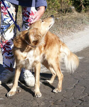 FRIEDEL, Hund, Mischlingshund in Bulgarien - Bild 8