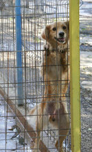 FRIEDEL, Hund, Mischlingshund in Bulgarien - Bild 9