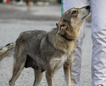 MYA, Hund, Mischlingshund in Bulgarien - Bild 1