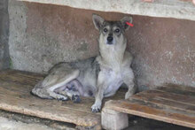 MYA, Hund, Mischlingshund in Bulgarien - Bild 12