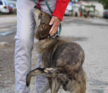 MYA, Hund, Mischlingshund in Bulgarien - Bild 2