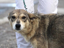 MYA, Hund, Mischlingshund in Bulgarien - Bild 3