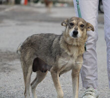 MYA, Hund, Mischlingshund in Bulgarien - Bild 4