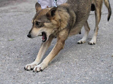 MYA, Hund, Mischlingshund in Bulgarien - Bild 6