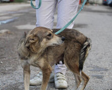 MYA, Hund, Mischlingshund in Bulgarien - Bild 7