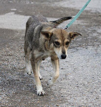 MYA, Hund, Mischlingshund in Bulgarien - Bild 8