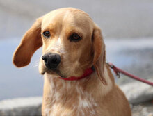 SEAL, Hund, Beagle-Cocker Spaniel-Mix in Bulgarien - Bild 1