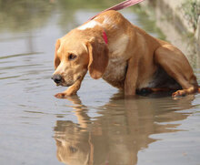 SEAL, Hund, Beagle-Cocker Spaniel-Mix in Bulgarien - Bild 10