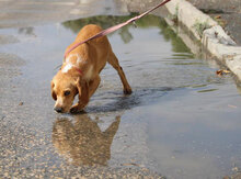 SEAL, Hund, Beagle-Cocker Spaniel-Mix in Bulgarien - Bild 11