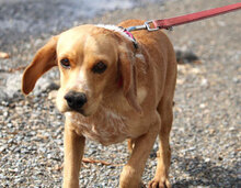 SEAL, Hund, Beagle-Cocker Spaniel-Mix in Bulgarien - Bild 2