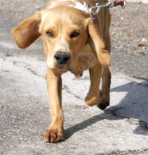 SEAL, Hund, Beagle-Cocker Spaniel-Mix in Bulgarien - Bild 3