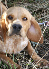 SEAL, Hund, Beagle-Cocker Spaniel-Mix in Bulgarien - Bild 4