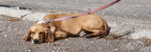 SEAL, Hund, Beagle-Cocker Spaniel-Mix in Bulgarien - Bild 5