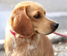 SEAL, Hund, Beagle-Cocker Spaniel-Mix in Bulgarien - Bild 6