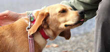 SEAL, Hund, Beagle-Cocker Spaniel-Mix in Bulgarien - Bild 7