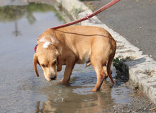 SEAL, Hund, Beagle-Cocker Spaniel-Mix in Bulgarien - Bild 8