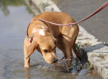 SEAL, Hund, Beagle-Cocker Spaniel-Mix in Bulgarien - Bild 9