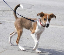 HALEY, Hund, Foxterrier-Mix in Bulgarien - Bild 1