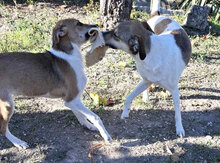 HALEY, Hund, Foxterrier-Mix in Bulgarien - Bild 10