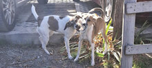 HALEY, Hund, Foxterrier-Mix in Bulgarien - Bild 11