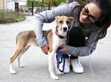 HALEY, Hund, Foxterrier-Mix in Bulgarien - Bild 3