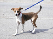 HALEY, Hund, Foxterrier-Mix in Bulgarien - Bild 5