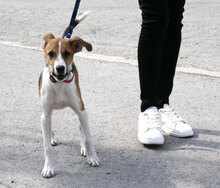 HALEY, Hund, Foxterrier-Mix in Bulgarien - Bild 6