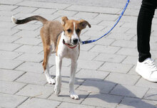 HALEY, Hund, Foxterrier-Mix in Bulgarien - Bild 7