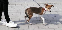 HALEY, Hund, Foxterrier-Mix in Bulgarien - Bild 8