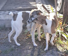 HALEY, Hund, Foxterrier-Mix in Bulgarien - Bild 9