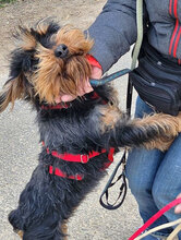 ELEONORA, Hund, Griffon-Mix in Nauheim - Bild 11