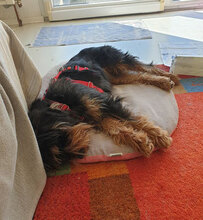 ELEONORA, Hund, Griffon-Mix in Nauheim - Bild 12