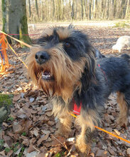 ELEONORA, Hund, Griffon-Mix in Nauheim - Bild 13