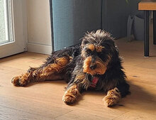 ELEONORA, Hund, Griffon-Mix in Nauheim - Bild 16