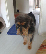 ELEONORA, Hund, Griffon-Mix in Nauheim - Bild 18