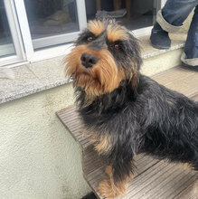 ELEONORA, Hund, Griffon-Mix in Nauheim - Bild 19