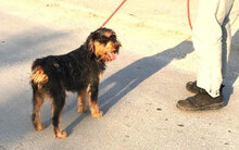 ELEONORA, Hund, Griffon-Mix in Nauheim - Bild 2