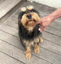 ELEONORA, Hund, Griffon-Mix in Nauheim - Bild 20