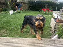 ELEONORA, Hund, Griffon-Mix in Nauheim - Bild 21