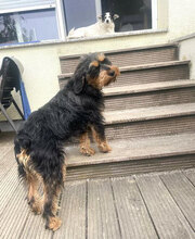 ELEONORA, Hund, Griffon-Mix in Nauheim - Bild 23