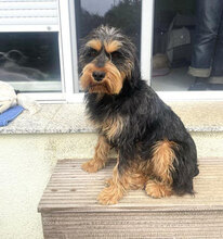 ELEONORA, Hund, Griffon-Mix in Nauheim - Bild 24